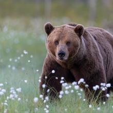 Portrait Braunbär