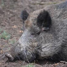 Die Afrikanische Schweinepest ist nur noch 80 Kilometer von Deutschland entfernt.