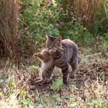 Wildernde Katze