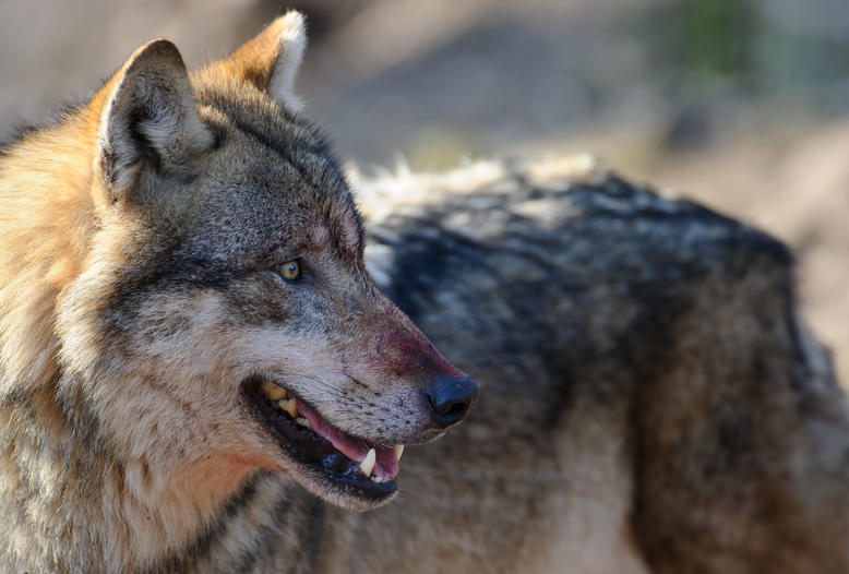 FFH-Richtlinie: EU-Kommission will Schutzstatus für Wolf zügig reduzieren.
