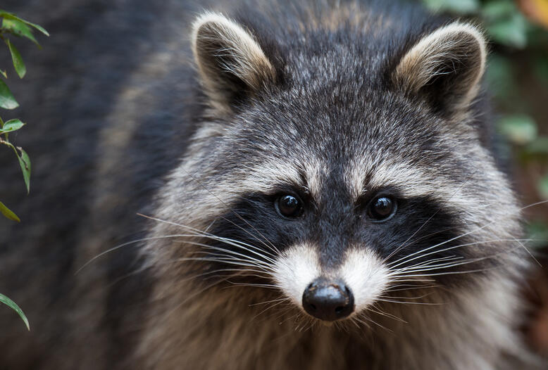 Trotz seiner niedlichen Knopfaugen richtet der Waschbär erheblichen Schaden in Deutschland an.