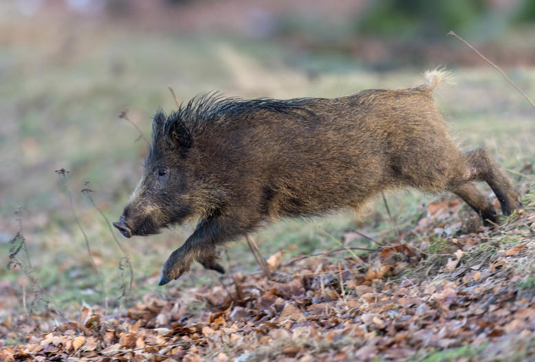 Nun wurde auch in Nordrhein-Westfalen ein mit der Afrikanischen Schweinepest infiziertes Wildschwein gefunden.