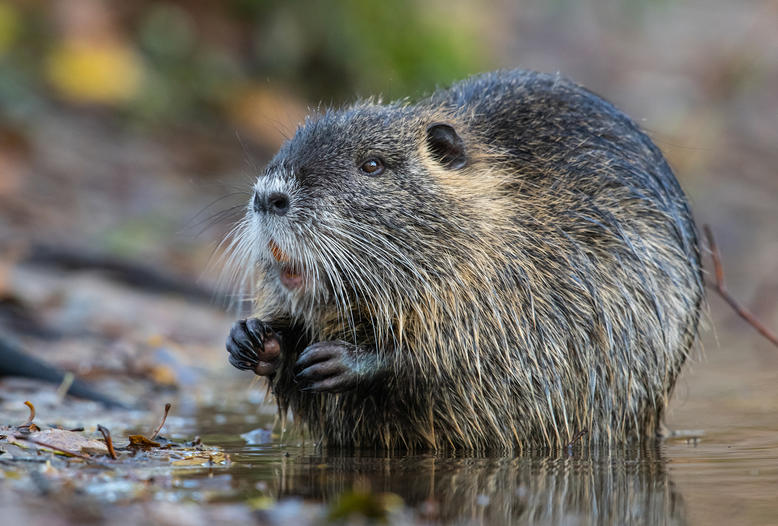 Die aus Südamerika stammende Nutria kann ganze Schilfgürtel in nur wenigen Jahren vernichten.