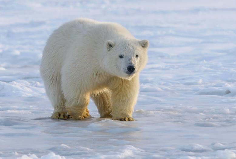 Ein Verbot der Eisbärenjagd verletzt die Rechte indigener Völker und erschwert deren Lebensweise.