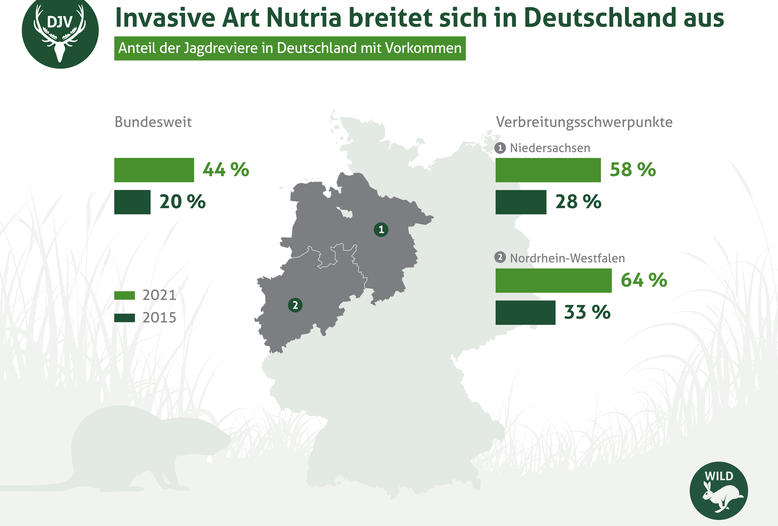 Nutria-Vorkommen in deutschen Jagdrevieren seit 2015 verdoppelt.