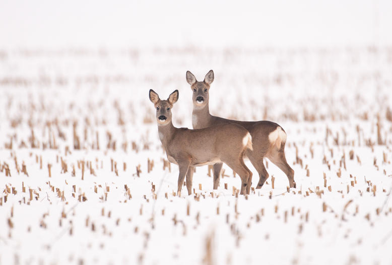 Pflanzenfresser wie Rehe fahren im Winter ihren Stoffwechsel runter.