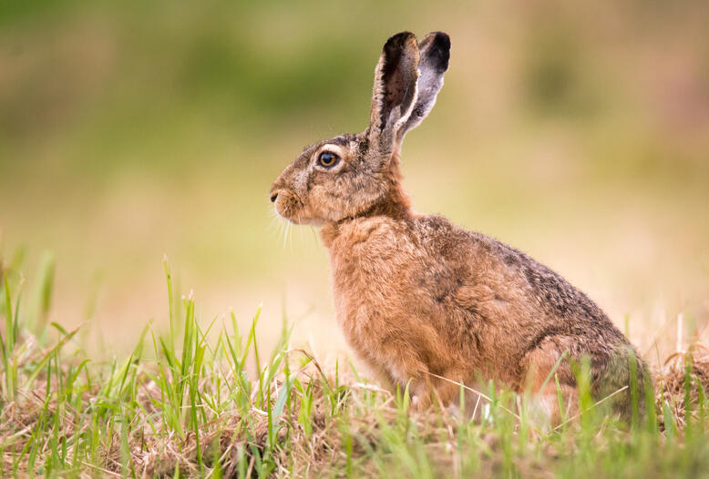 Niederwildprojekt „Wilde Feldflur“ zeigt: Artenvielfalt lässt sich selbst in einer Landschaft mit intensiver Landwirtschaft fördern.