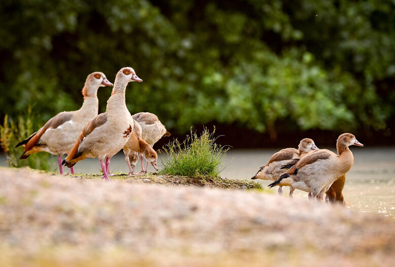 Erstmals ist die invasive Nilgans in Deutschland weiter verbreitet als die heimische Graugans.
