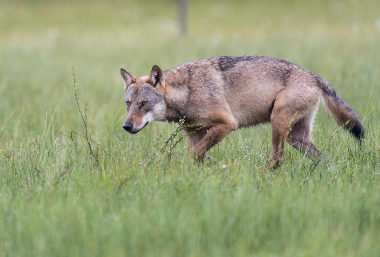 Deichsicherheit muss Vorrang haben: 10 Küstenjägerschaften erneuern ihre Forderungen zum Wolfsmanagement.