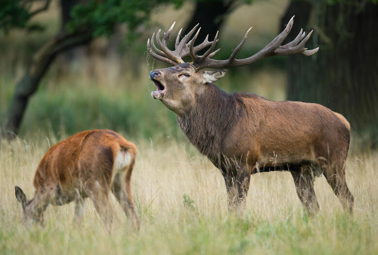 Jagdverbände fordern einen Rotwildwegeplan, um eine genetisch überlebensfähige Population zu sichern.