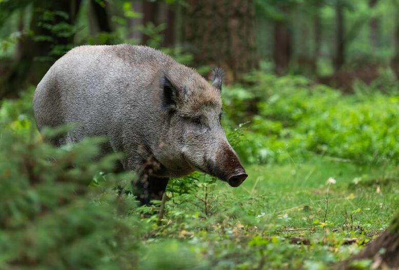 Jagdverbände kritisieren den Einsatz von Saufängen in Hamburg.