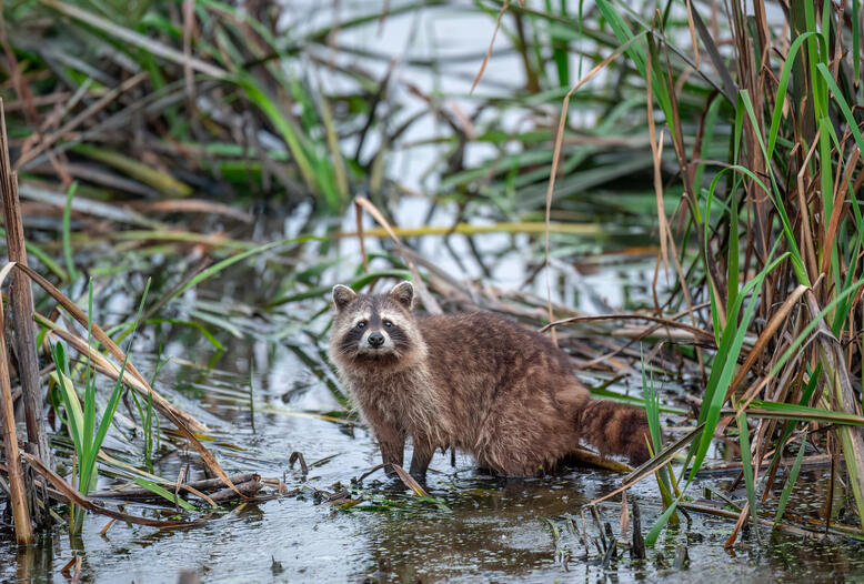 Neozoen wie der Waschbär sind eine Hauptbedrohung für Artenvielfalt.