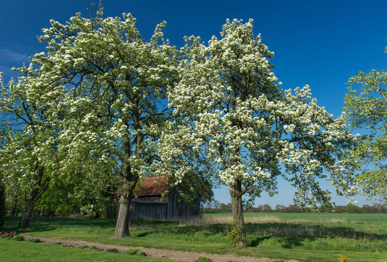 Ob Knick, Streuobstwiese oder Wald: Der DJV zeichnet Pflanzprojekte mit insgesamt 10.000 Euro aus.