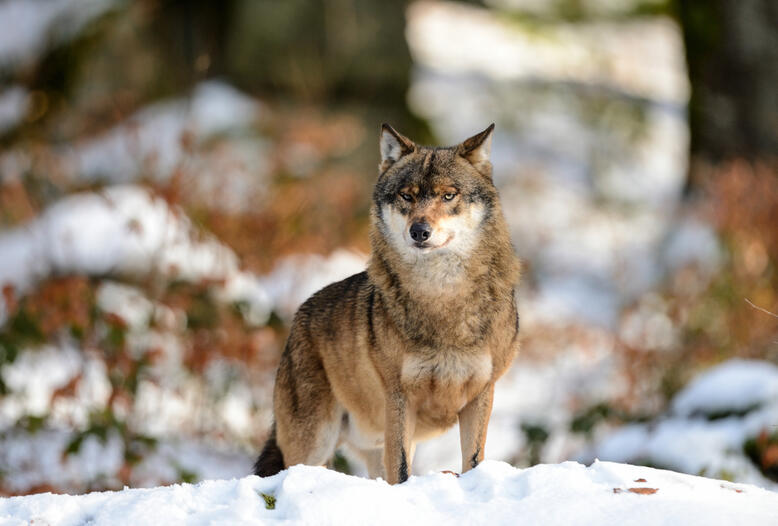 Verbände fordern: Weidetierhaltung muss klare Priorität vor Wolf haben.