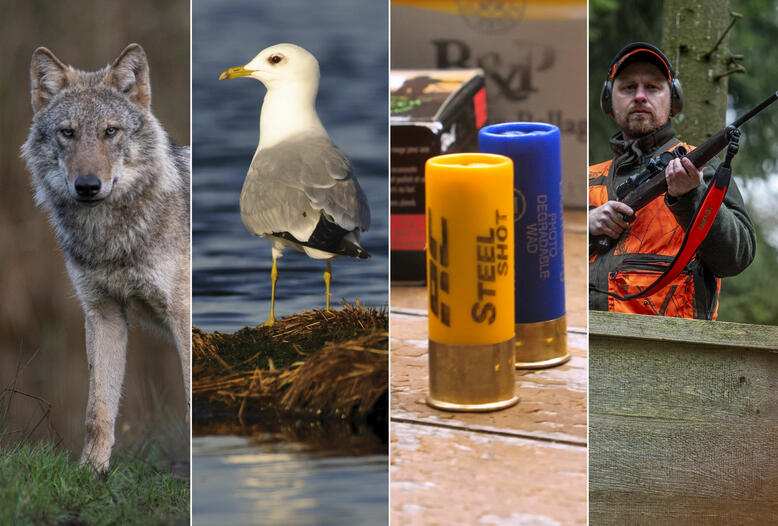 Ob Wolf, Vogelbejagung, bleifreie Schrotmunition oder Waffengesetz: Die europäische Gesetzgebung beeinflusst die Jagd in Deutschland zunehmend.