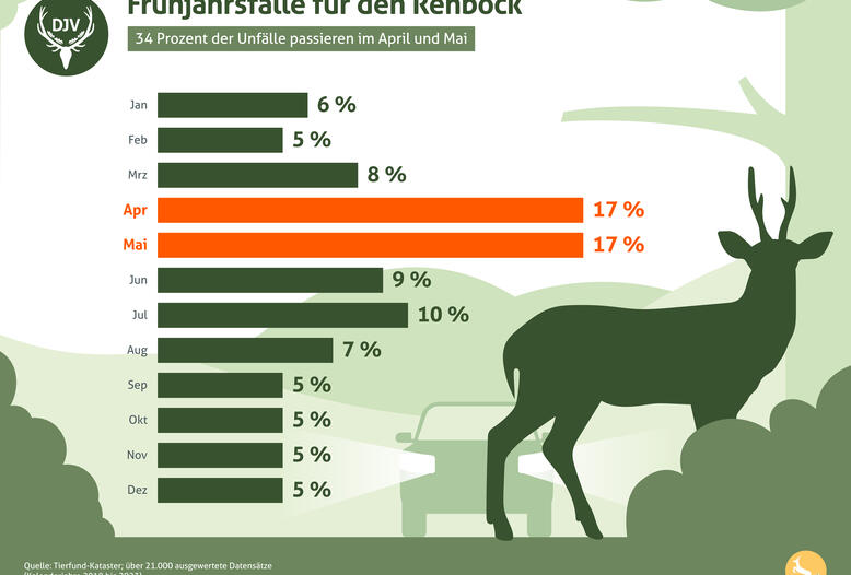 Frühjahrsfalle: Die meisten Unfälle mit Rehböcken passieren im April und Mai.