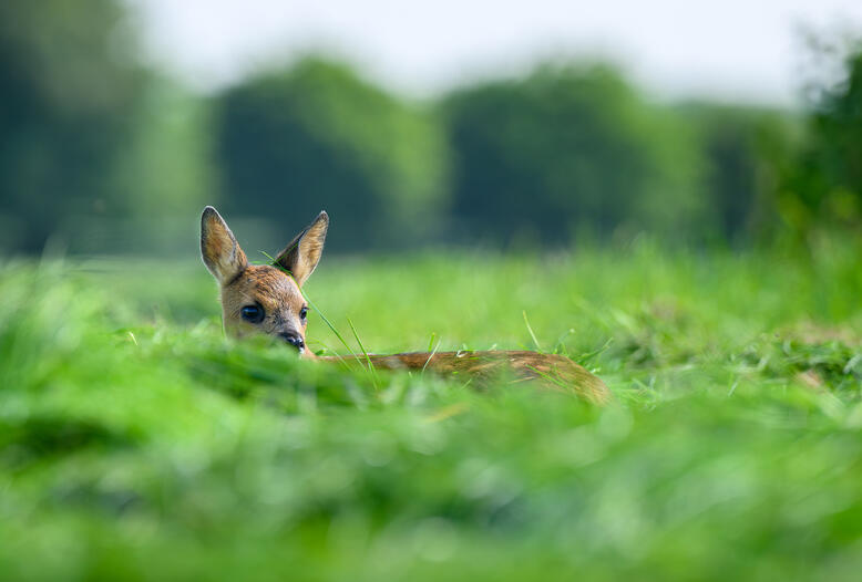 Wildtierschutz bei der Frühmahd: Verbände geben Empfehlungen für Landwirte.