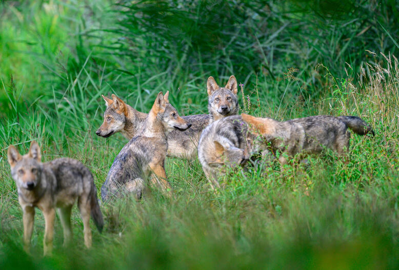 Wolfsrudel mit Jungwölfen im Gras. 