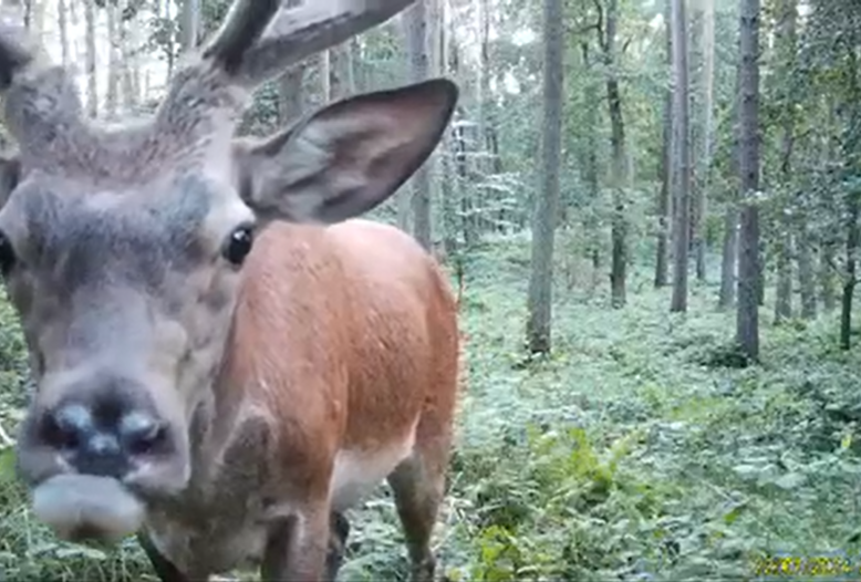 Inzucht-Schaden: Rotwild mit verkürztem Oberkiefer.
