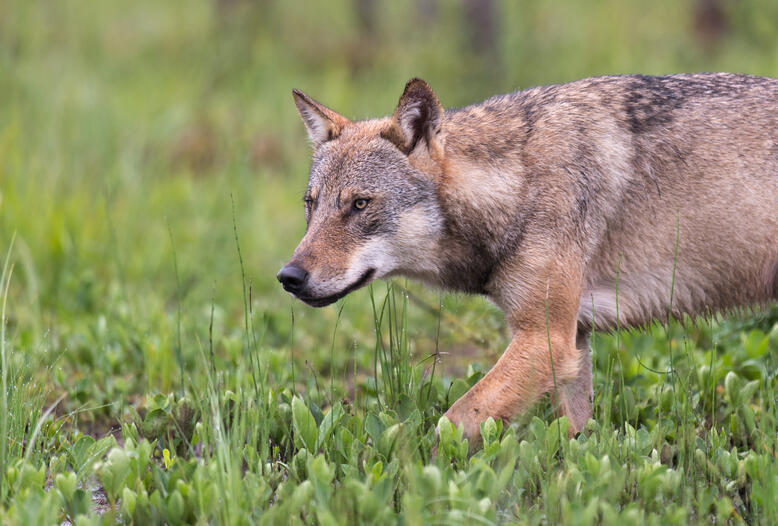 Jetzt veröffentlichter FFH-Bericht basiert auf veralteten Daten und gibt nicht die aktuelle Bestandssituation des Wolfs in Deutschland wieder. 