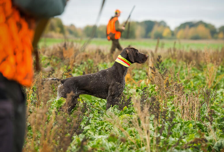 Künftig sollen Hunde und Hauskatzen EU-weit registriert und gechipt werden.
