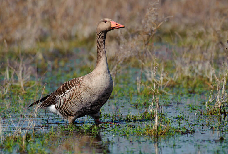 Nie wieder ratlos: Mit der Broschüre "Unser Wasserwild" ist diese Graugans schnell bestimmt.