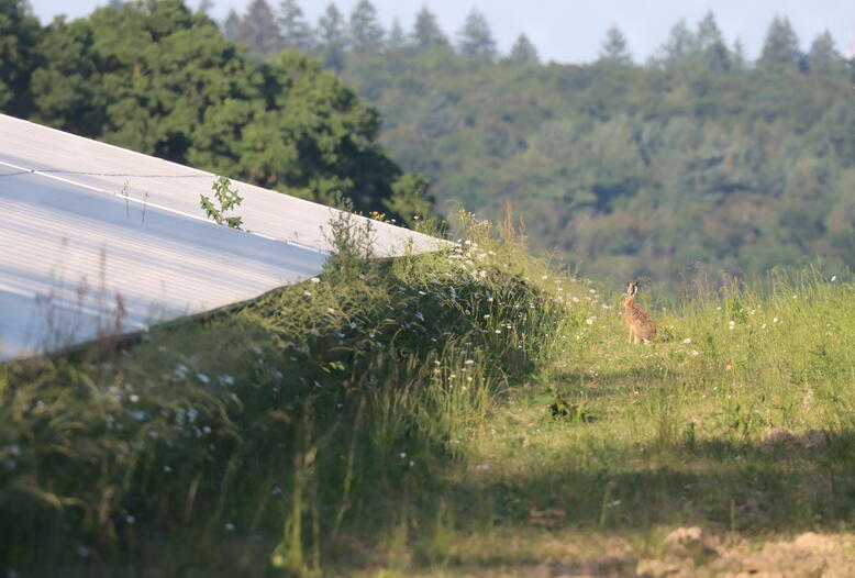 Wildtiergerecht angelegte Solarparks erhalten Lebensräume für Arten wie den Feldhasen.