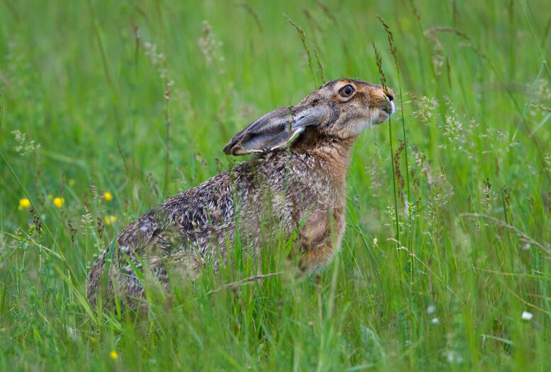 Pro Quadratkilometer Feld und Wiese leben durchschnittlich 19 Feldhasen in Deutschland.