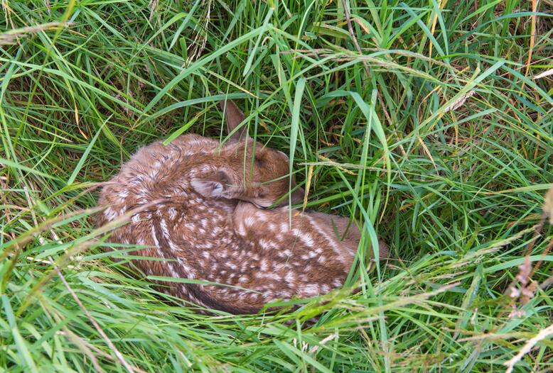 Ducken und Tarnen schützt vor Fressfeinden.