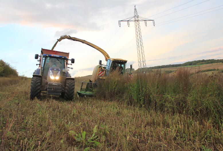 Biogas aus mehrjährigen Wildpflanzenkulturen ist eine wirtschaftliche und ökologische Alternative zum Mais