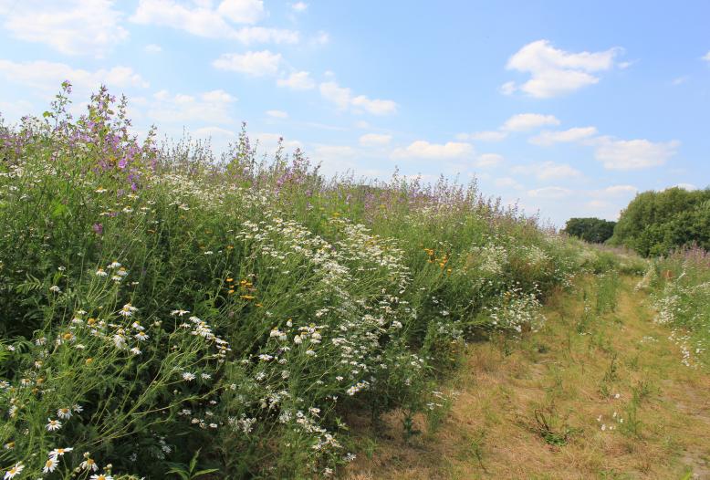 Biogas aus Wildpflanzen verbindet Klimaschutz und Artenschutz.
