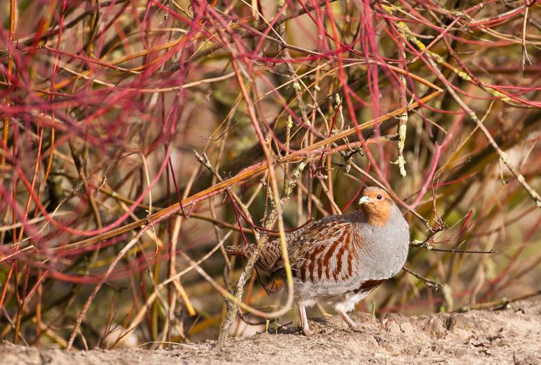 Jäger haben für die flächendeckende Erfassung insgesamt etwa 21.200 Rebhuhnpaare auf 78.000 Quadratkilometern erfasst.