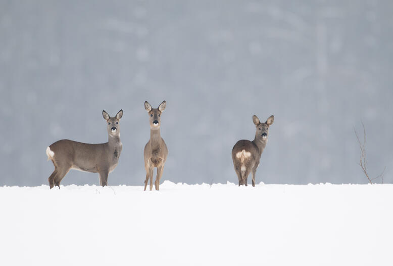 Bitte nicht füttern und Ruhe bewahren: Pflanzenfresser wie Reh oder Hirsch fasten jetzt.