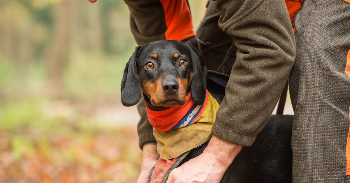 Erste Hilfe für Jagdhunde main image 1