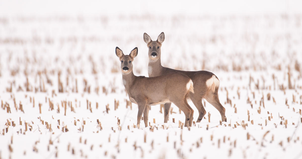 Winterschmaus fr Reh und Maus? So fttern Sie Wildtiere richtig |  Deutscher Jagdverband