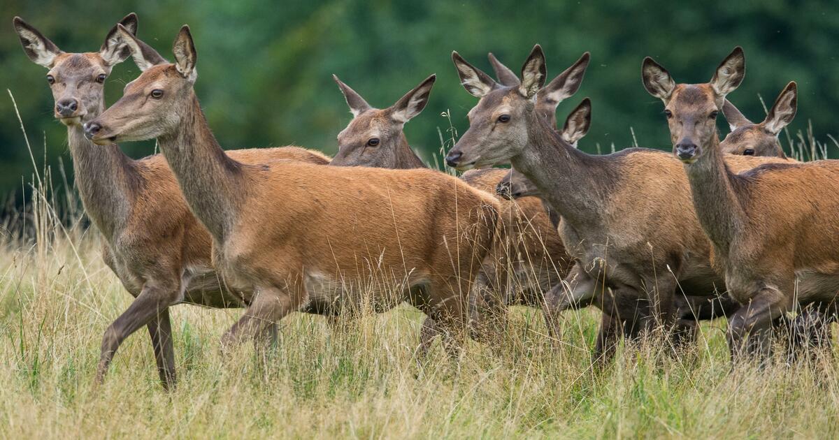 Pilotprojekt wildökologische Raumplanung: Folgeveranstaltung in ...