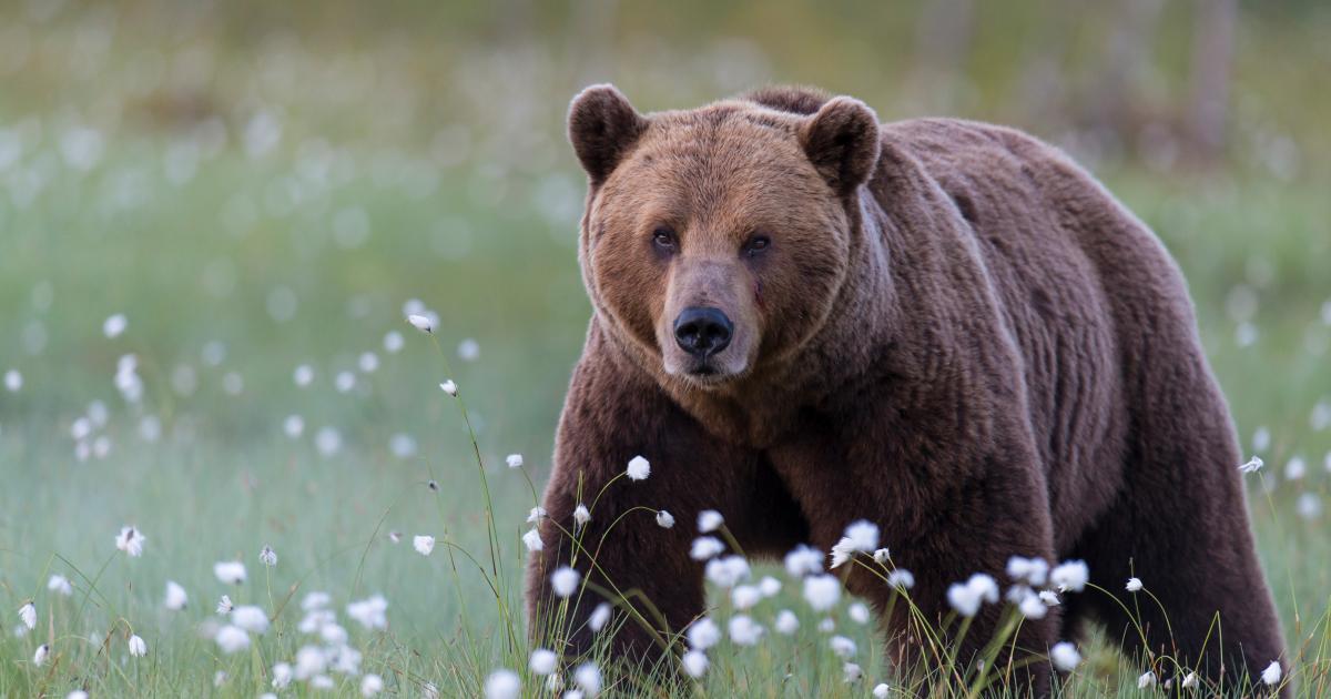 Konflikte Mit Bar Und Wolf Nehmen Zu Deutscher Jagdverband