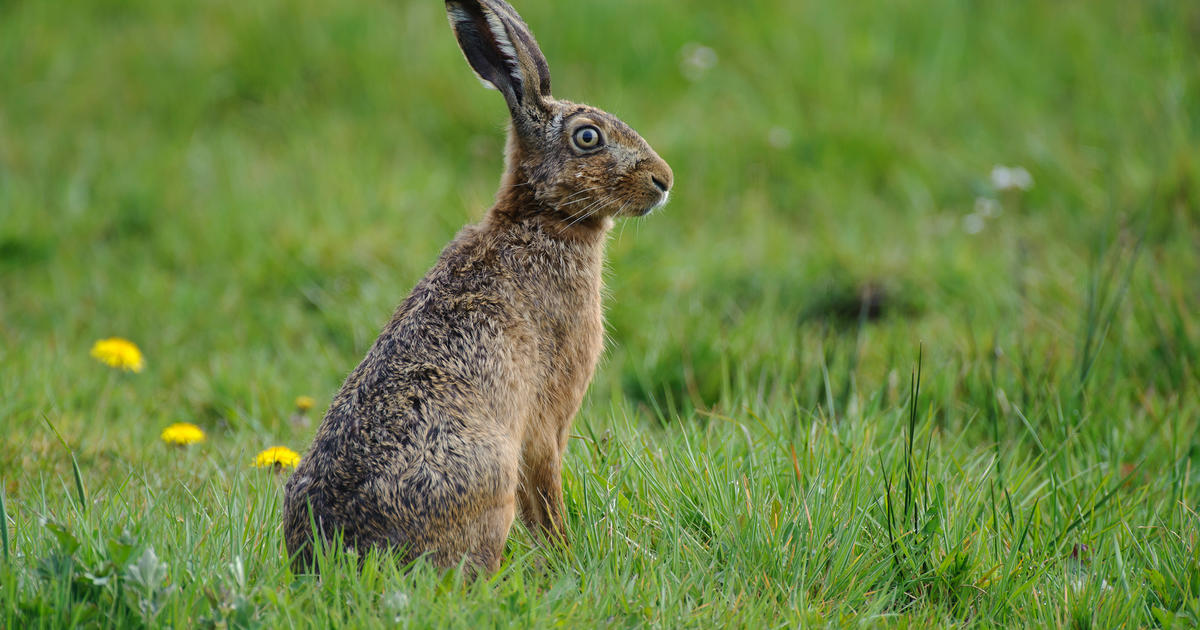 Feldhase Lepus Europaeus Deutscher Jagdverband