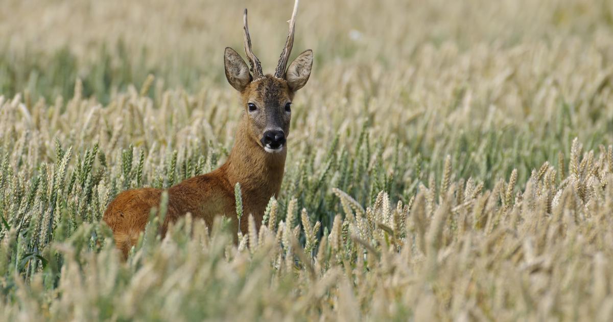 Reh Capreolus Capreolus Deutscher Jagdverband