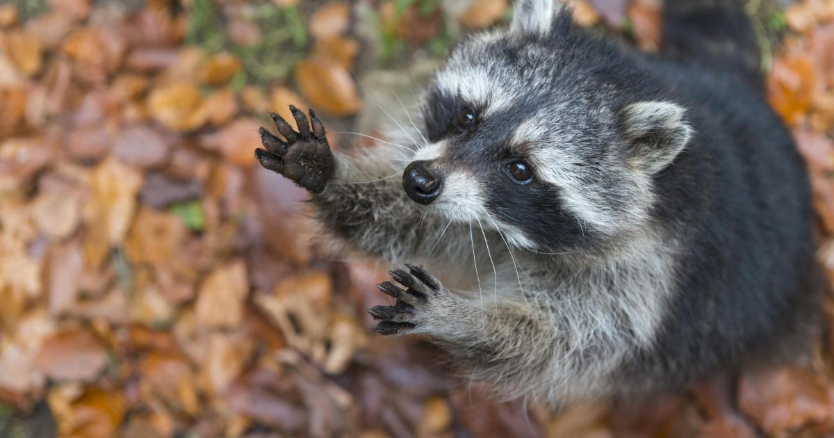 Waschbär (Procyon lotor)