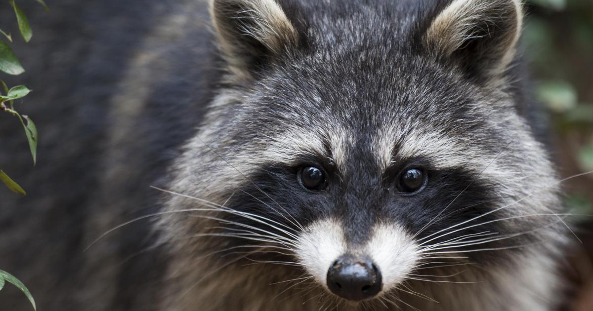 17 Ist Das Jahr Des Waschbaren Deutscher Jagdverband