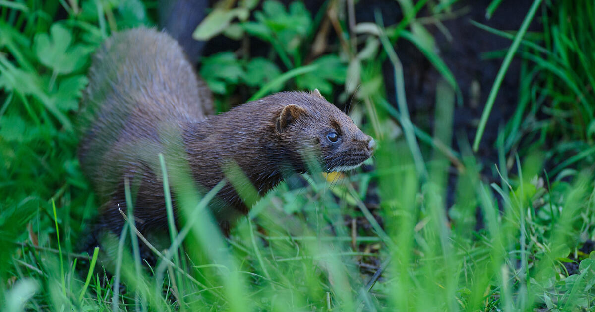 Mink (Neovison vison) Deutscher Jagdverband