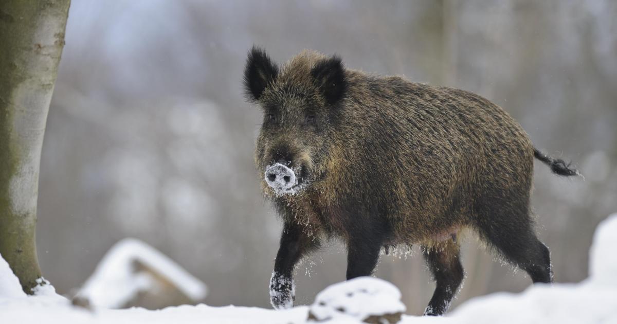 wildschwein sus scrofa deutscher jagdverband