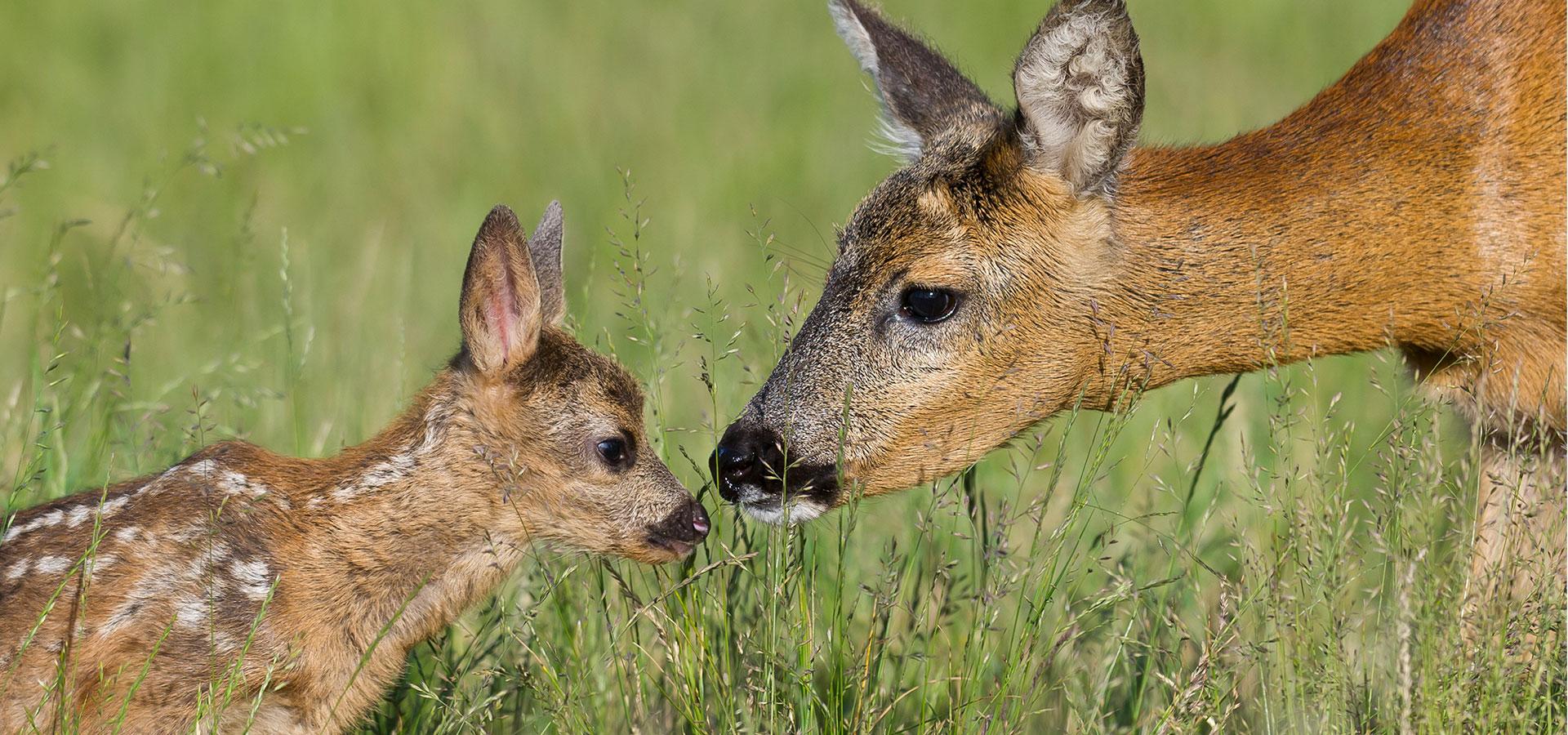 Bonn: Marder und Waschbären verursachen Schäden