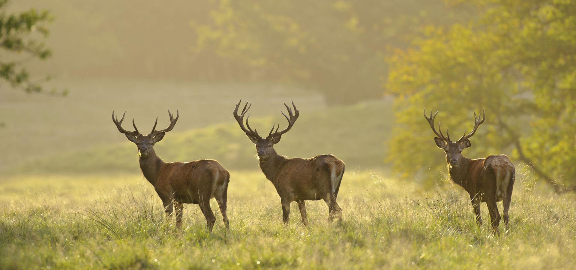 heimische Wildtiere Archive - Fragen zur Jagd