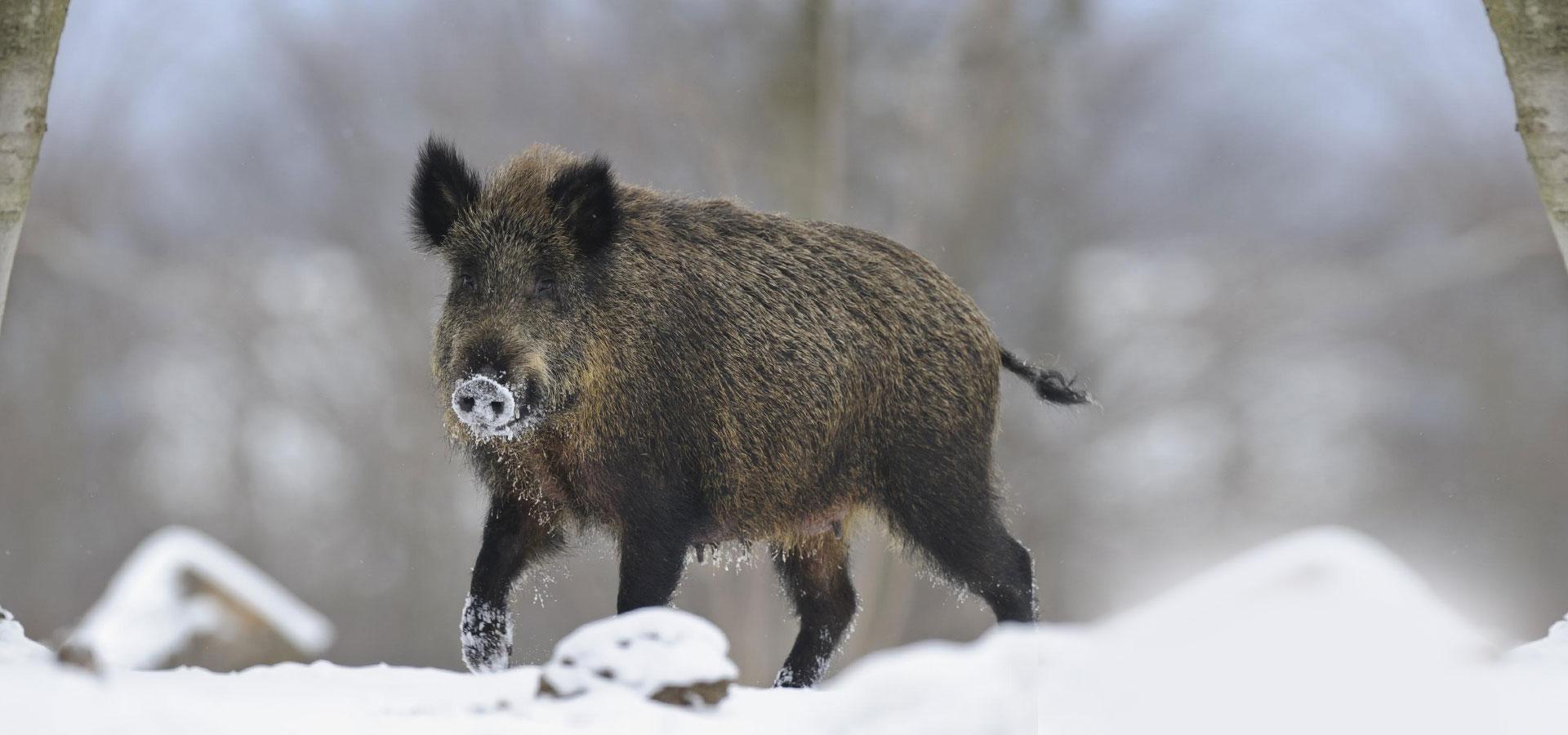 Zahlen und Fakten  Deutscher Jagdverband