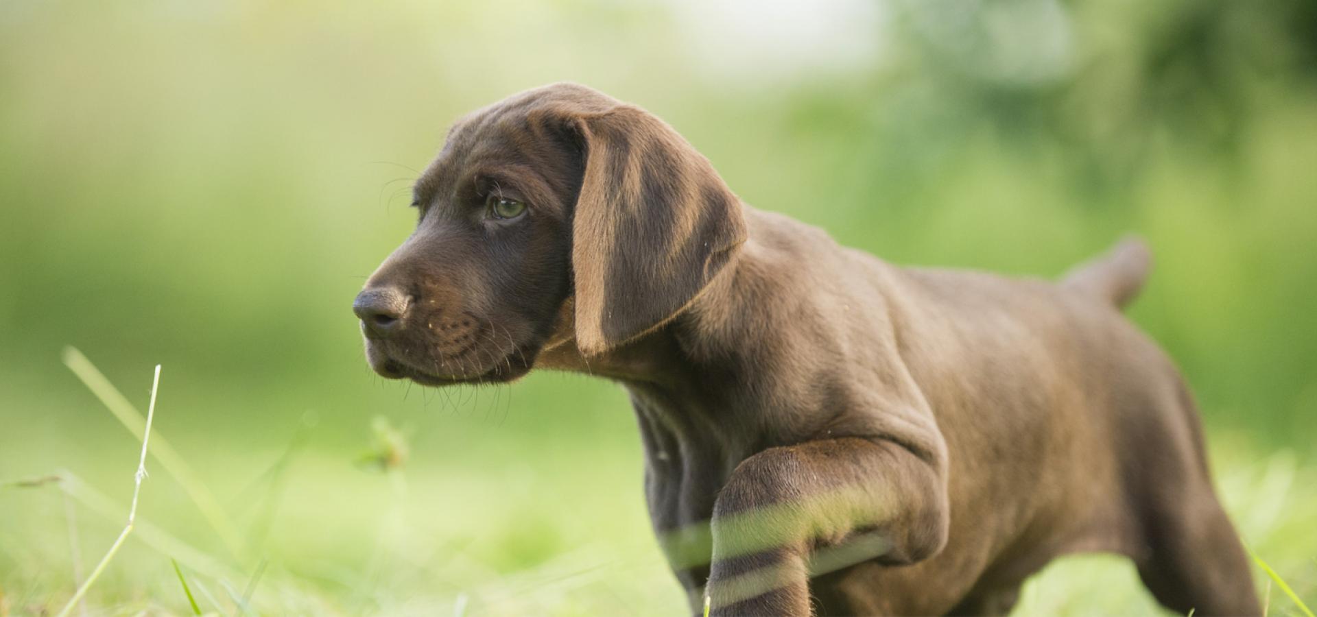 Jagdhundewesen  Deutscher Jagdverband