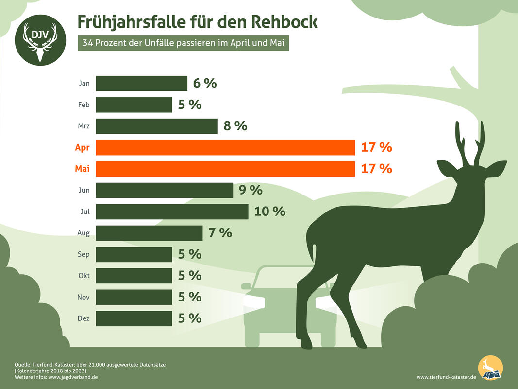 34 Prozent der Wildunfälle mit Rehböcken geschehen in den Frühlingsmonaten April und Mai. (Quelle: DJV)