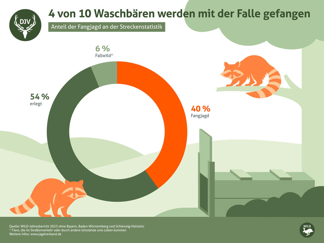 Streckenstatistik Waschbär 2023. (Quelle: DJV)