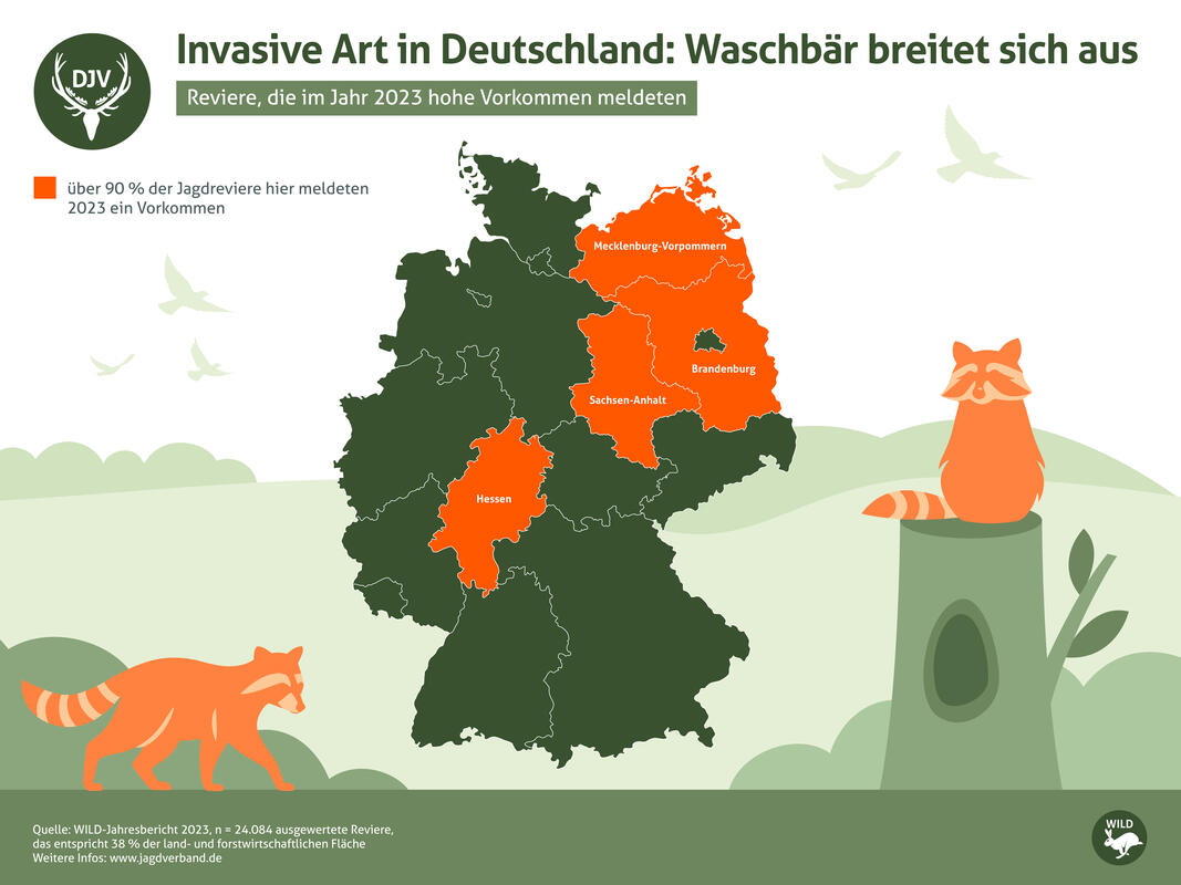 Waschbärvorkommen in Deutschland 2023. (Quelle: DJV)